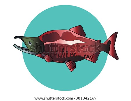 Red Salmon Fish