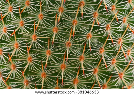 texture of cactus Royalty-Free Stock Photo #381046633