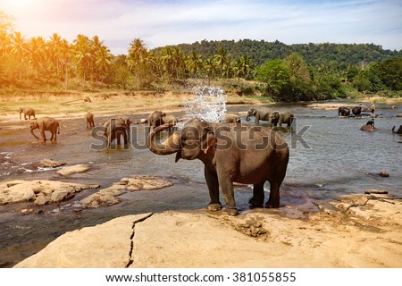 Elephants bathing in the river. National park. Pinnawala Elephant Orphanage. Sri Lanka.  Royalty-Free Stock Photo #381055855