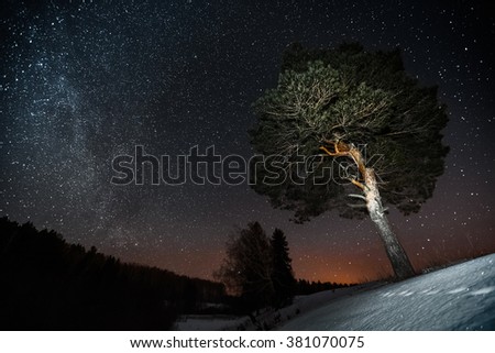 Starry sky and winter forest with pine trees