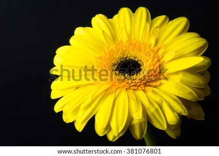 Beautiful daisy gerbera flower isolated on black background /  yellow gerbera flower isolated on black with clipping path / summer chamomile seamless close up dark background perfect grouped / market