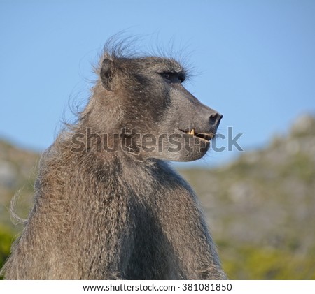 Closeup side view of a male Chacma Baboon
