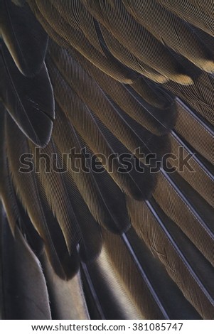wing of bird close up