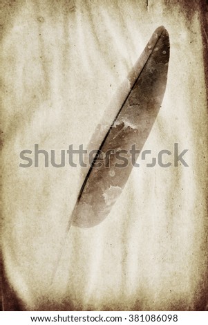 picture feather on the grunge paper