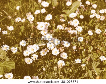 Vintage looking Detail of daisy flower or bellis perennis