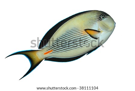 tropical reef fish genus Acanthuridae