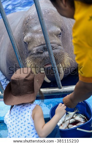  walrus in zoo, Thailand.