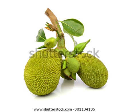 young jack fruits on white background
