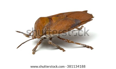 Macro bug isolated Picromerus bidens