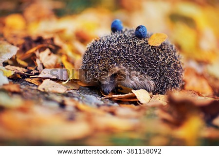Hedgehog in the autumn foliage. On the back of it lie the blue plums and yellow leaves. 
