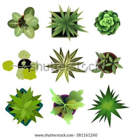 Top view. plants Easy copy paste in your landscape design projects or architecture plan. Isolated flowers on white background. Vector eps 10 Royalty-Free Stock Photo #381161260