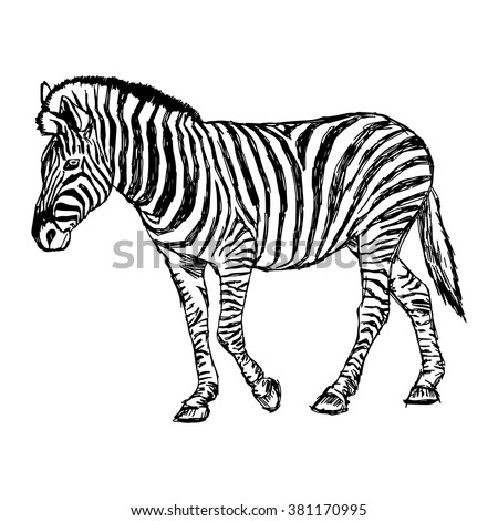 illustration vector doodle hand drawn of sketch zebra standing isolated on white.