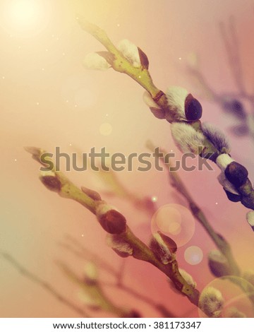 Spring branches Catkins Willow on nature background.