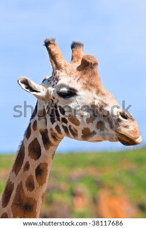 A giraffe camelopardalis in the national park. Background blurred and shallow depth of field