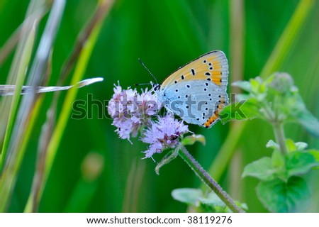 butterfly outdoor