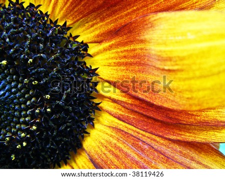 Close-up picture of beautiful sunflower