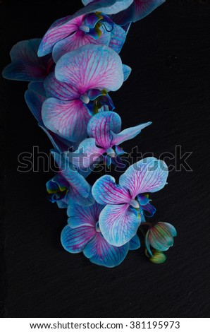 Stem of blue  orchid flowers  on  black background Royalty-Free Stock Photo #381195973