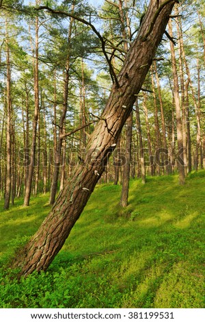 Scots pine Pinus sylvestris forest with a leaning tree on the foreground. Pomerania, northern Poland.