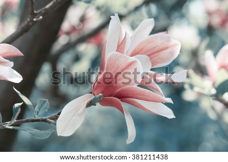 Spring floral background with magnolia flowers.For this photo applied toning effect.