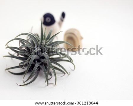 picture of tillandsia at foreground and handmade wooden bird doll  at the back on the white background. The focus is at the foreground and blur at the back.