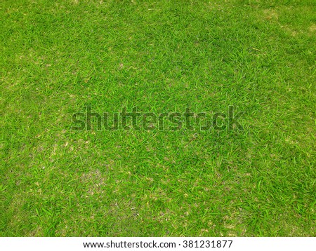 Grass texture. grass background. artificial grass