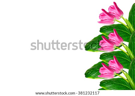 spring flowers tulips isolated on white background. beautiful flowers