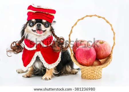 Chihuahua dog wearing a red coat sitting on a white background and a basket of apples on the side.