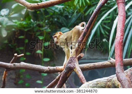 Sad macaque standing on the tree - Macaca nemestrina
