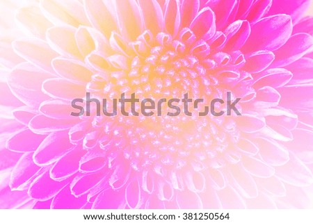 close up of beautiful flower and petals made with color filters