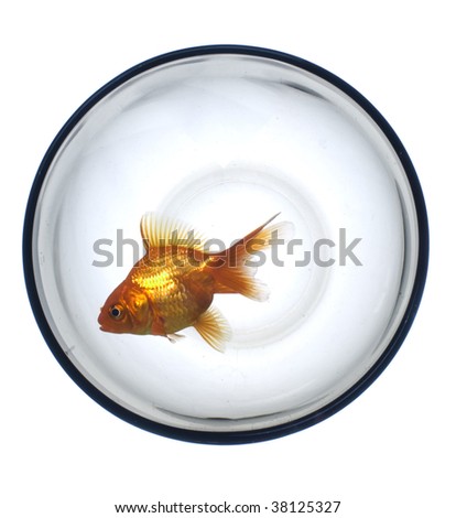 Golden fish in the glass bubble