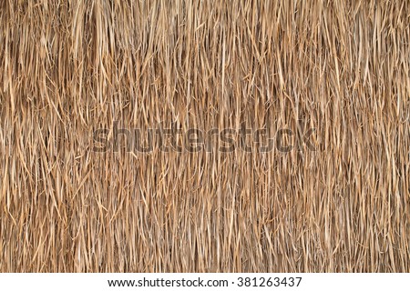 texture of Thatched from Imperata cylindrica Thailand Royalty-Free Stock Photo #381263437