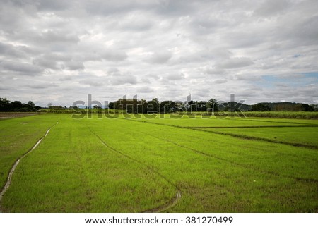 Rice Field in Thailand