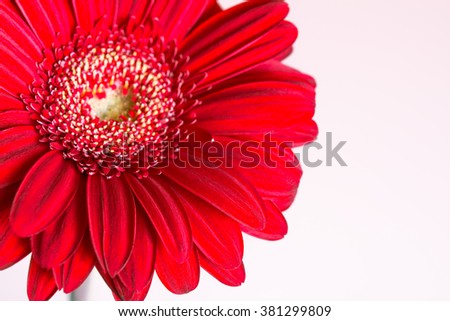 Red gerbera flower on the white background. Selective focus