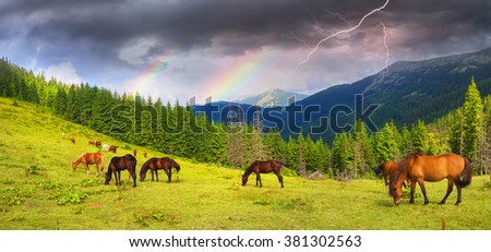  tops the Carpathian Ukraine grazing wild horses of the season in the spring of recovering on alpine pastures in autumn take. The summer they spend without protection on the loose