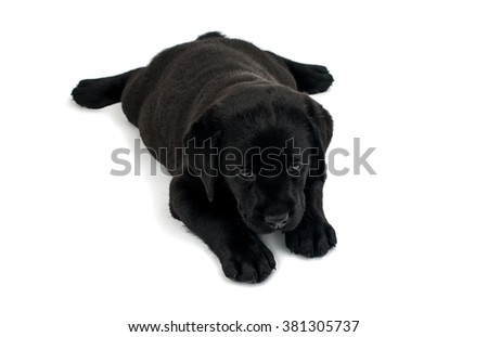 Puppy Black Labrador on a white background