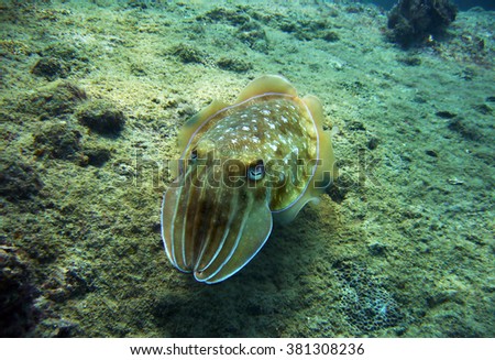 Cuttlefish under the sea 