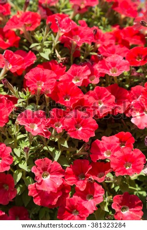 Background of red petunia flowers in the garden in a summer day