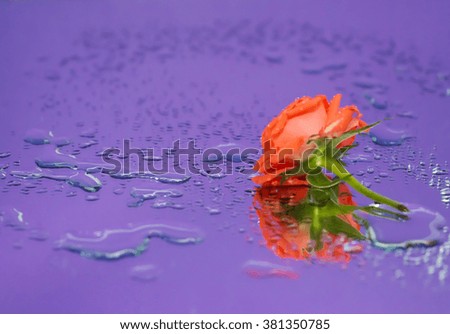 Close up roses with bokeh background