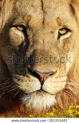 A male lion portrait. South Africa