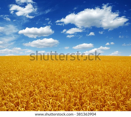 Field of wheat and sun