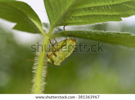 Green bug on  leaf strawberry indoor macro shot. 