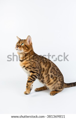 Bengal cat isolated
