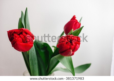 beautiful fresh red tulips on white background, spring time, holiday card concept