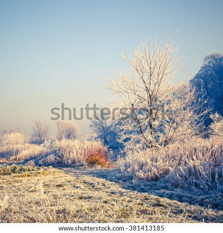 Snow covered trees, winter landscape