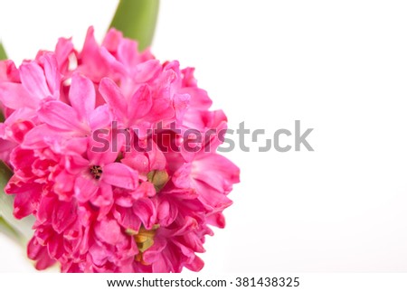 Pink hyacinth on white background. Image of love and beauty. Natural background and design element.