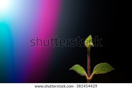 abstract flower. black background.