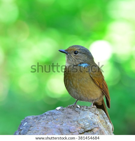 Close up of Large Niltava (Niltava grandis) the beautiful brown bird perching on the rock with soft blur green background and bokeh
