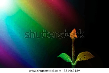 abstract flower. black background.