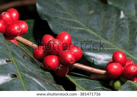 Fresh arabica coffee beans on coffee tree in North of Thailand