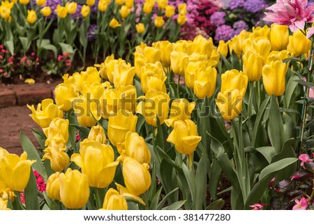 Colorful tulips in a garden paradise